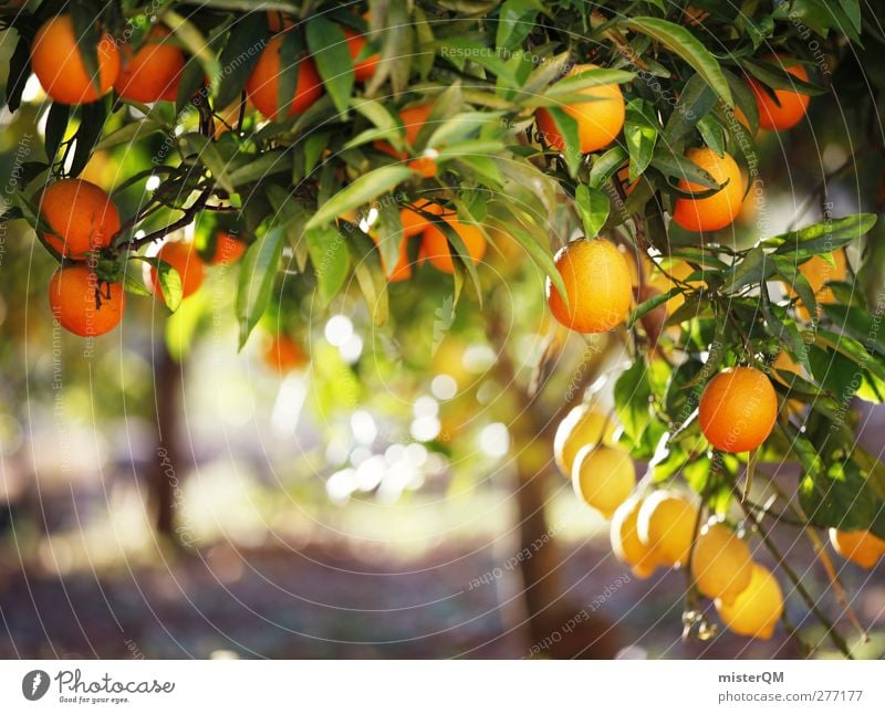 Orange Garden XIV Esthetic Orange tree Orange plantation Tree Fruit Healthy Ecological Vitamin C Mediterranean Tropical fruits Mature Leaf Many Vegetarian diet
