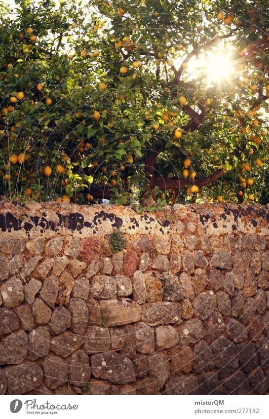 Orange Garden XV Environment Nature Landscape Plant Esthetic Wall (barrier) Lemon Lemon juice Lemon yellow Lemon tree Lemon leaf Mediterranean Spain Majorca