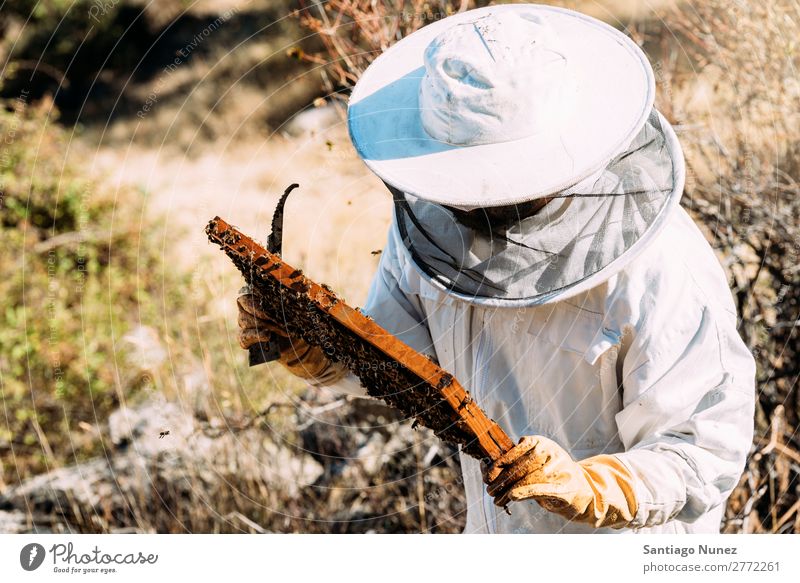 Beekeeper working collect honey. Bee-keeper Honeycomb Bee-keeping Apiary Beehive Farm Nature Honey bee Man beeswax Collect Agriculture homegrown Keeper