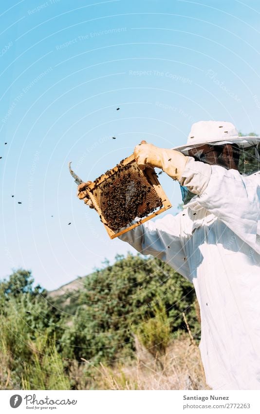 Beekeeper working collect honey. Bee-keeper Honeycomb Bee-keeping Apiary Beehive Farm Nature Honey bee Man beeswax Collect Agriculture homegrown Keeper