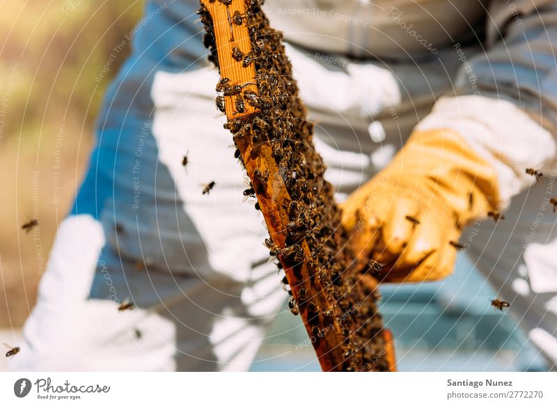 Beekeeper working collect honey. Bee-keeper Honeycomb Bee-keeping Apiary Beehive Farm Nature Honey bee Frame Man beeswax Collect Agriculture Gloves homegrown