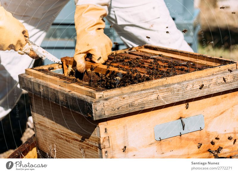 Beekeeper working collect honey. Bee-keeper Honeycomb Bee-keeping Apiary Beehive Farm Nature Honey bee Frame Man beeswax Collect Agriculture homegrown Gloves