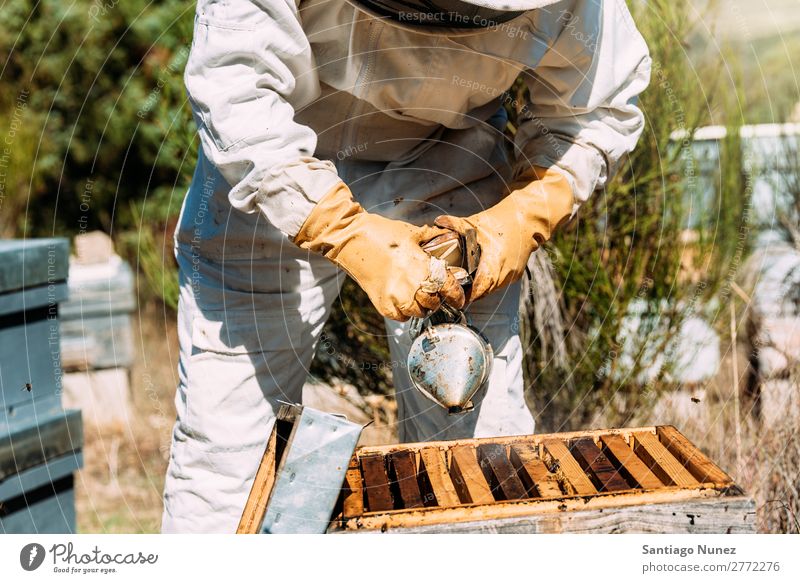 Beekeeper working collect honey. Bee-keeper Honeycomb Bee-keeping Apiary Beehive Farm Smoke Smoking Nature Honey bee Man beeswax Collect Agriculture homegrown