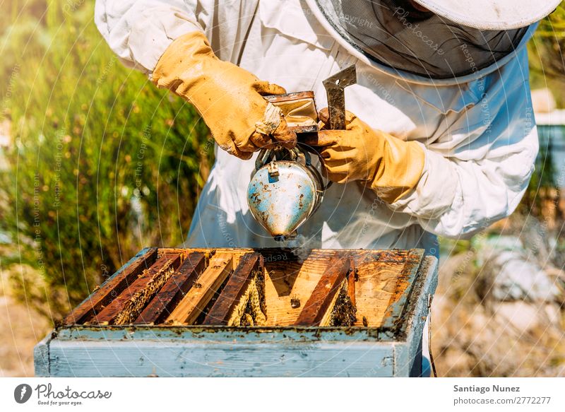 Beekeeper working collect honey. Bee-keeper Honeycomb Bee-keeping Apiary Beehive Farm Nature Honey bee Frame Man beeswax Collect Agriculture homegrown Keeper