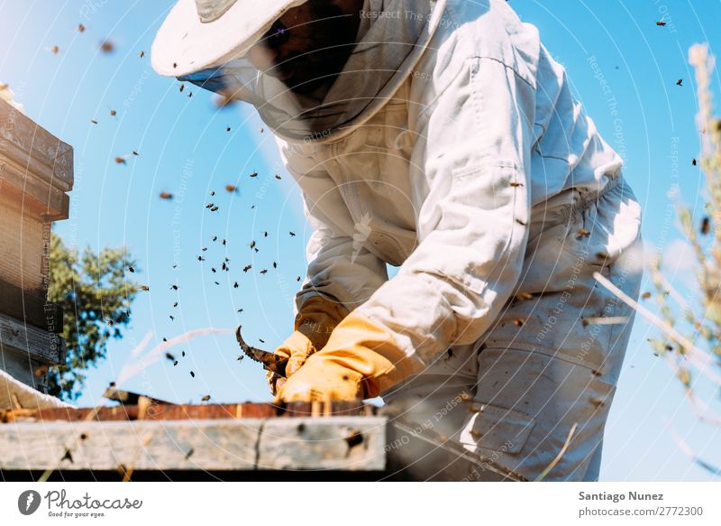 Beekeeper working collect honey. Bee-keeper Honeycomb Bee-keeping Apiary Beehive Farm Nature Honey bee Man beeswax Collect Agriculture homegrown Keeper