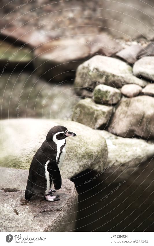 Kowalski. Vacation & Travel Tourism Trip Nature Coast Animal Wild animal Zoo Penguin 1 Stone Looking Dream Exceptional Exotic Small Serene Adventure Bird