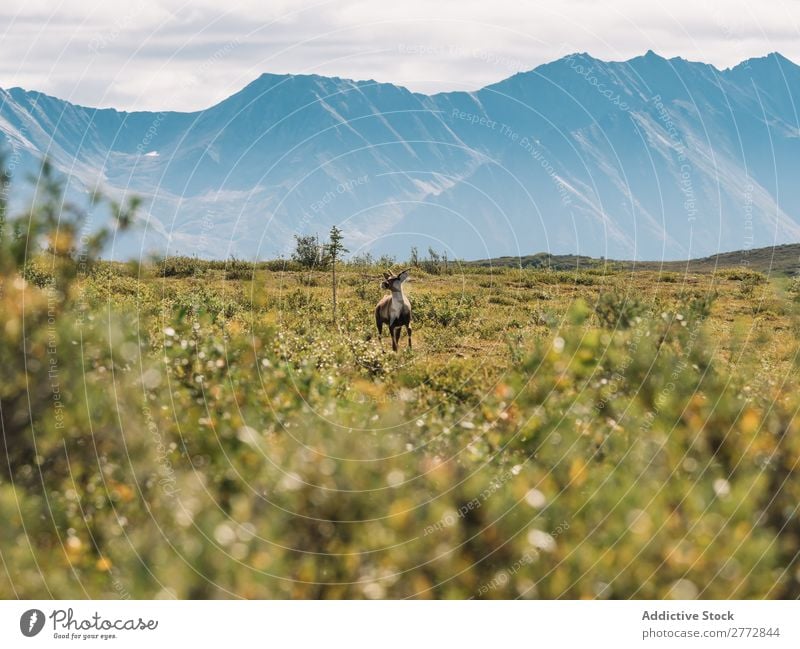 Deer in the wild Wild Nature Mountain terrain prairie Grassland Landscape Relaxation Natural Wilderness Dune Lanes & trails Remote tranquil Forest Adventure