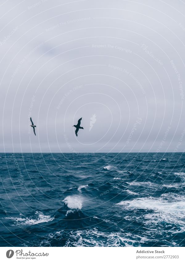 Birds flying above blue sea seabirds Ocean Passion Nature Freedom Landscape Sky Story Storm wildlife Wild coastal seascape Natural Waves Weather Environment