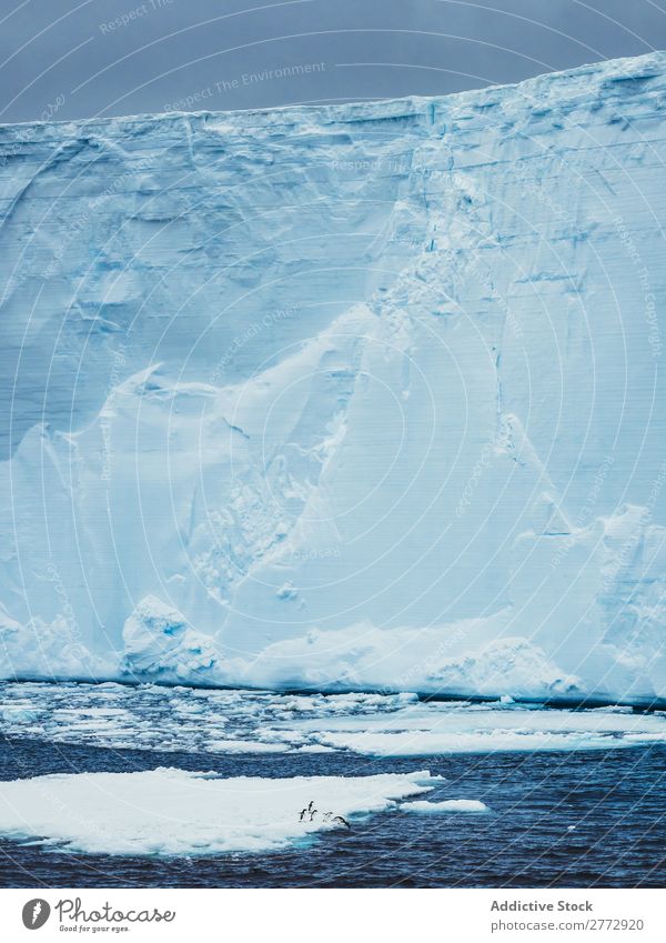 Wall of glacier in sea Glacier Wall (building) Ice Penguin Ocean Iceberg Landscape Dramatic Environment huge Beauty Photography Water polar North The Arctic