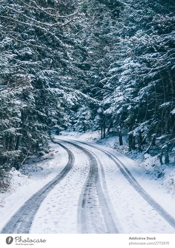 Snowy road in woods Forest Street Landscape Magic Serene Rural Seasons Environment Nature Park Vacation & Travel pathway Deserted curvy Empty Natural Trip Curve