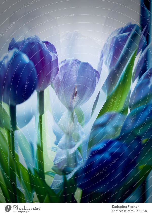 Tulips blue purple double exposure Art Work of art Painting and drawing (object) Nature Plant Spring Summer Autumn Winter Flower Leaf Blossom Bouquet Blossoming
