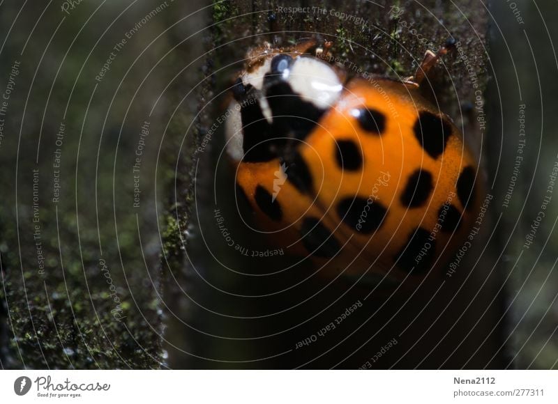 up to the light Nature Animal Field Forest Beetle 1 Orange Red Black Happy Polka dot Patch Ladybird Good luck charm Insect coccinelle Dark Undergrowth