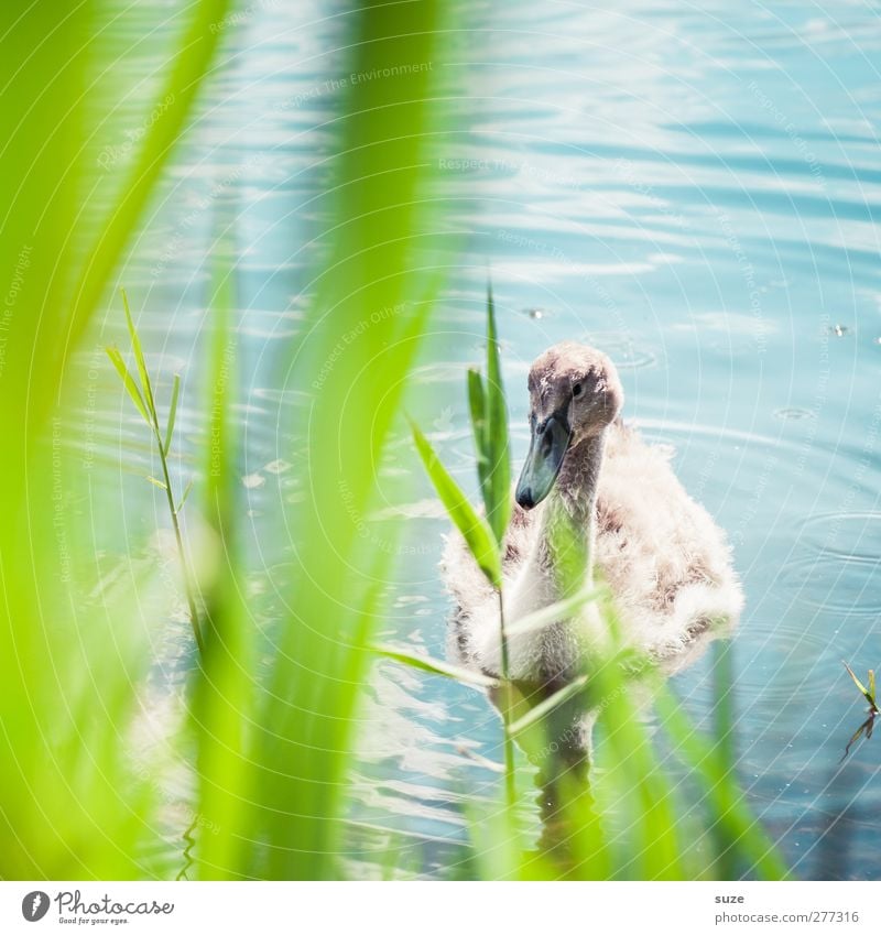 baby swan Environment Nature Animal Beautiful weather Grass Lakeside Pond Wild animal Bird Swan 1 Baby animal Observe Small Cute Blue Green Curiosity