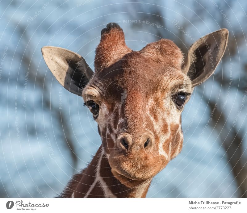 Giraffe Looks Interested A Royalty Free Stock Photo From Photocase