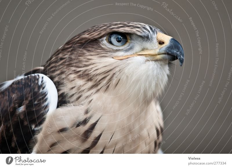 Clear view 1 Animal Observe Natural Wild Power Brave Esthetic Threat Nature Falcon Bird of prey Looking Animal portrait Colour photo
