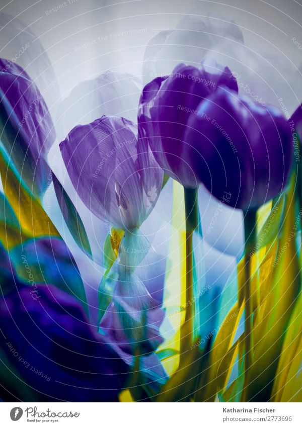 Tulips purple double exposure Art Work of art Painting and drawing (object) Nature Plant Spring Summer Autumn Winter Flower Leaf Blossom Bouquet Blossoming