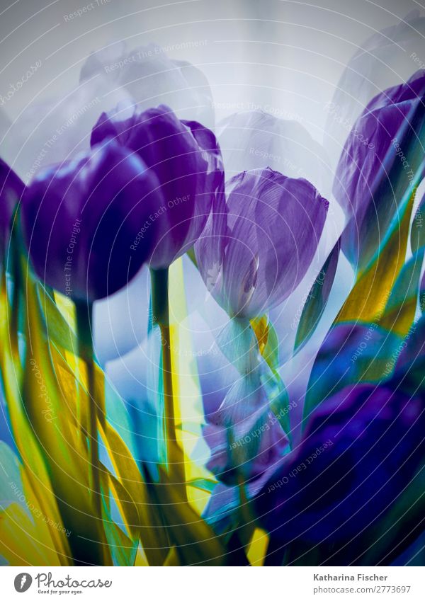 Flowers purple yellow tulips bouquet of flowers Art Work of art Nature Plant Spring Summer Autumn Tulip Leaf Blossom Bouquet Blossoming Illuminate Exceptional