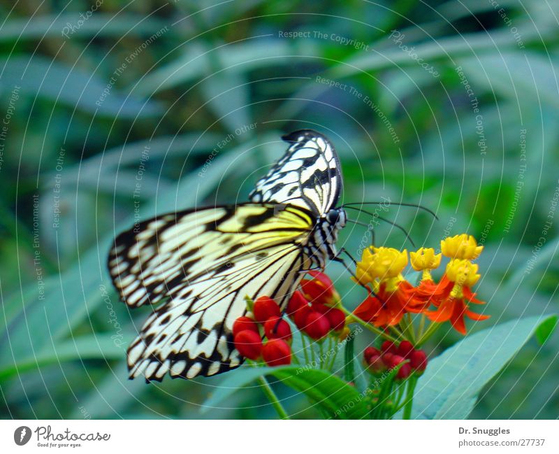 butterflies Butterfly Insect Animal Flying animal Blossom Suck Yellow Red Transport Wing Necktar