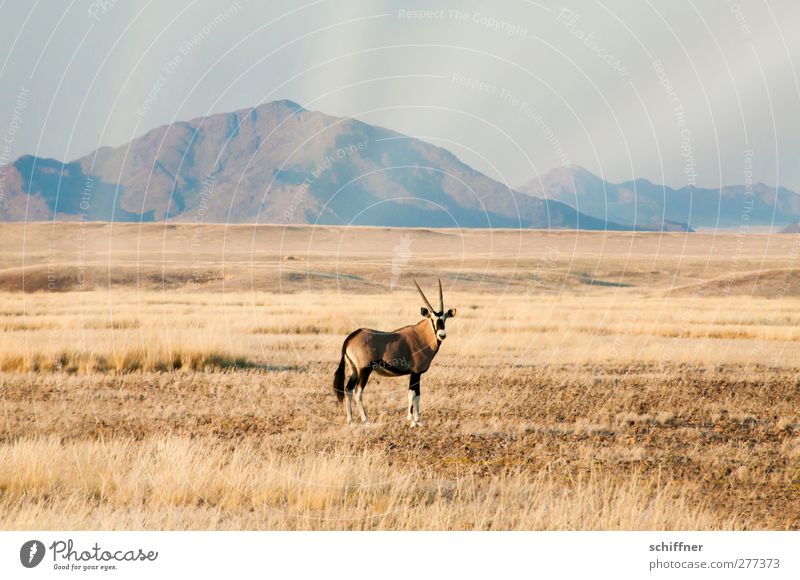 ...and there it is again and looks Environment Nature Landscape Plant Animal Cloudless sky Beautiful weather Grass Mountain Desert 1 Looking Stand Gemsbok