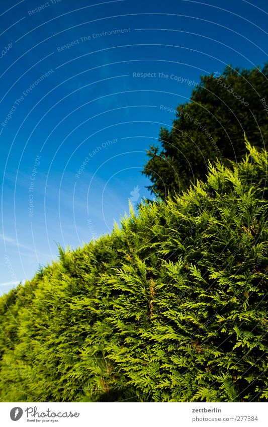 hedge Garden Sky Garden plot Nature Summer wallroth Copy Space Cloudless sky Hedge Conifer Tree Treetop Weather Beautiful weather Real estate Neighbor Border