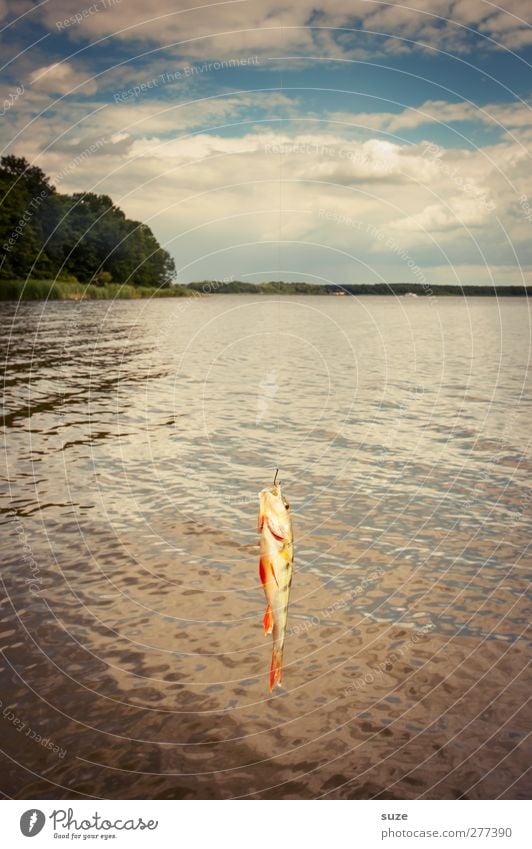 There hangs a perch Leisure and hobbies Fishing (Angle) Vacation & Travel Environment Nature Air Water Horizon Lakeside Animal Wild animal 1 Hang Spoon bait