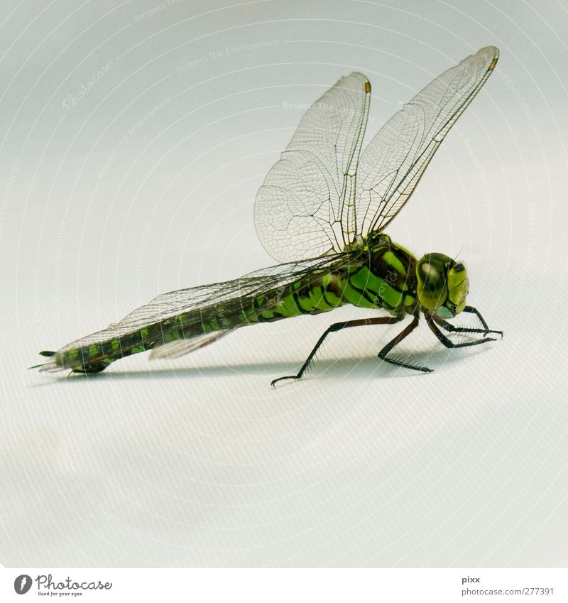 wing system Trip Animal Air Airfield Wing 1 Illuminate Wait Exotic Near Speed Beautiful Gold Gray Green Fear of flying Esthetic Uniqueness Dragonfly