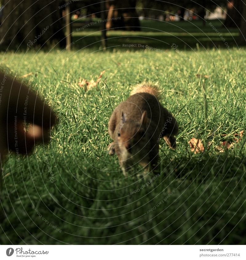 Olympic fast! Hand Fingers Sunlight Summer Grass Wild animal Squirrel 1 Animal Feeding Walking Curiosity Cute Speed Brown Green Colour photo Exterior shot