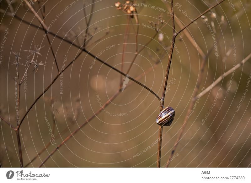 modesty Environment Nature Plant Animal Autumn Grass Garden Field Wild animal Snail Hang To dry up Esthetic Simple Natural Brown Moody Serene Calm Speed