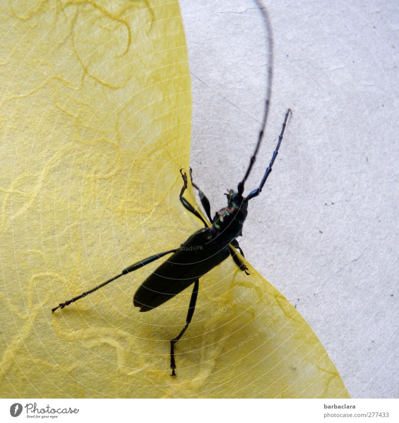 TRAVEL TRIAL Beetle Longhorn beetle 1 Animal Paper Tissue paper Table Diagonal Fight Crawl Yellow Gray Black Movement Discover Environment Colour photo