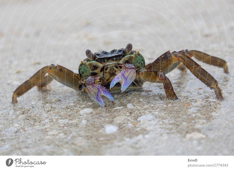 Close up crab on wet beach with purple claws and protruding eyes Beautiful Face Life Relaxation Vacation & Travel Tourism Adventure Summer Beach Ocean Nature