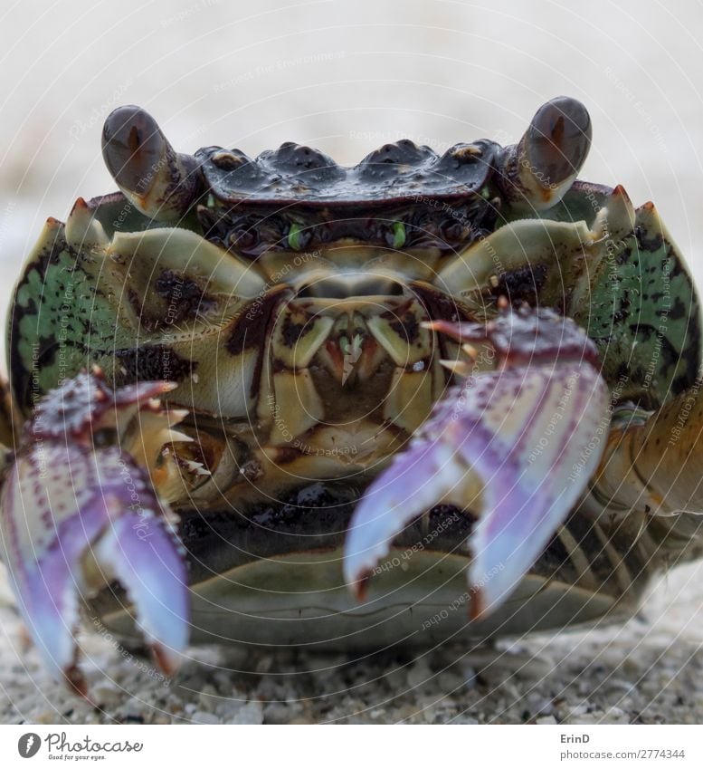 Close up detail Crab face with mouth and eyes on beach Beautiful Face Life Relaxation Vacation & Travel Tourism Adventure Summer Beach Ocean Mouth Nature