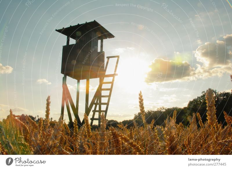 Stairway to heaven Hunter Agriculture Forestry Sun Sunlight Wheat Wheat ear Field Wheatfield Cornfield Hunting Gold Hunting Blind hunter's seat Colour photo