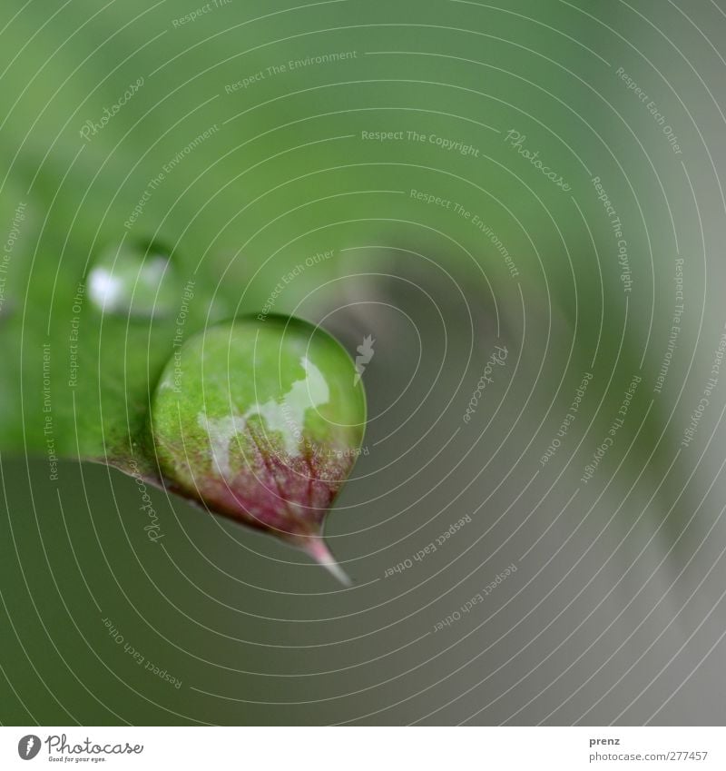 DrOp Environment Nature Water Drops of water Weather Bad weather Rain Gray Green Leaf Point Rachis Leaf green Colour photo Exterior shot Close-up Deserted