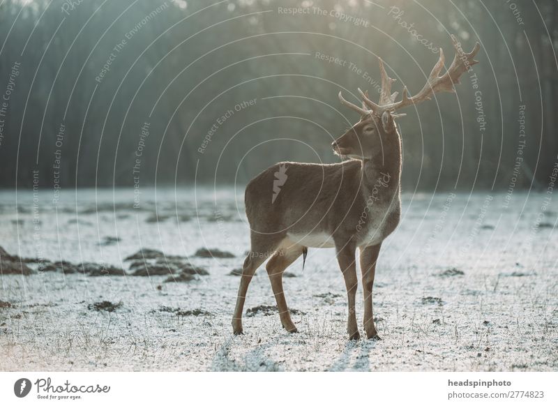 Deer at sunrise Stock Photos, Royalty Free Deer at sunrise Images