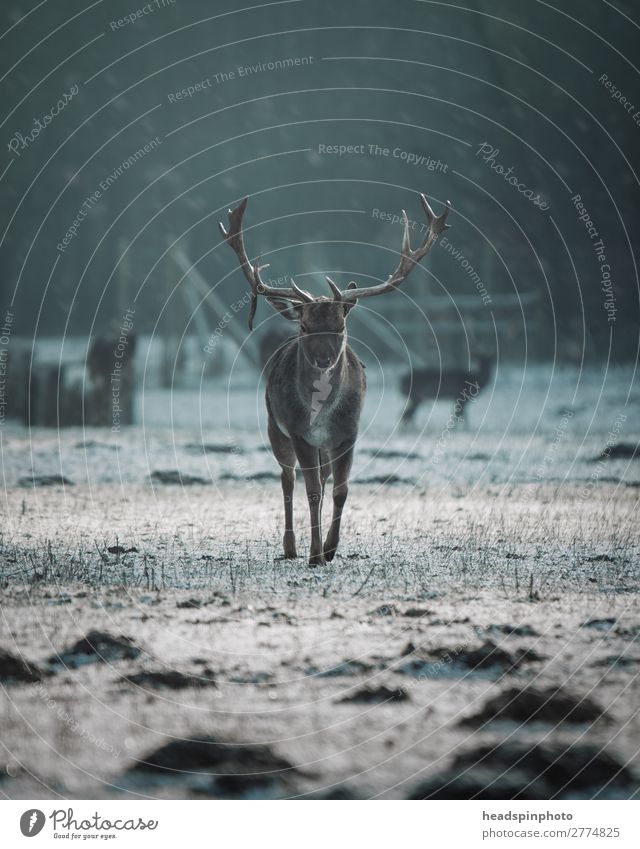 Stag at sunrise in winter landscape Environment Nature Autumn Winter Meadow Field Forest Animal Wild animal 1 Esthetic Power Willpower Cold Deer Antlers Snow