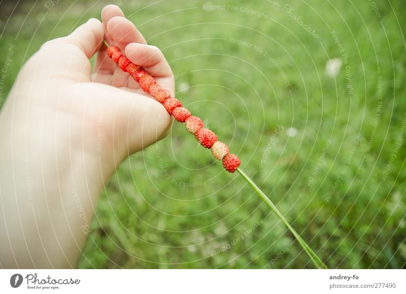 Summer fruits :) Fruit Nutrition Picnic Organic produce Vegetarian diet Diet Beautiful Healthy Life Hand Fingers Nature Berries Strawberry To enjoy Green Red