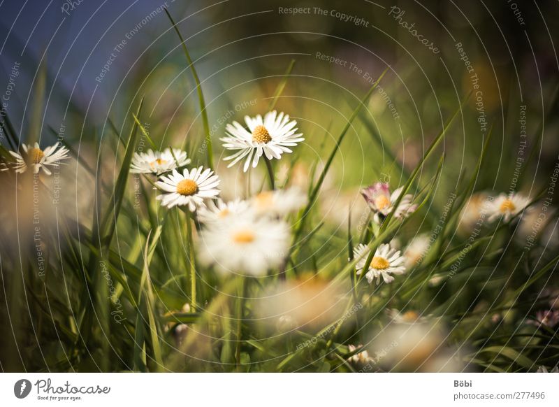 favourite flower Environment Nature Plant Animal Flower Blossom Wild plant Daisy Meadow Beautiful Blur Colour photo Exterior shot Copy Space top Day