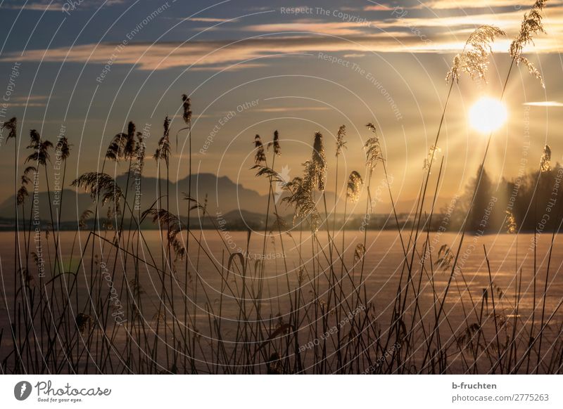 Reed at the frozen lake, sunset Well-being Relaxation Calm Meditation Vacation & Travel Winter Nature Sky Sunrise Sunset Sunlight Ice Frost Plant Looking