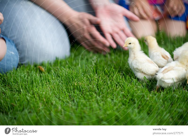 chick Leisure and hobbies Summer Human being Girl Boy (child) Infancy Hand 2 Group of children 3 - 8 years Child 8 - 13 years Farm animal Barn fowl Chick 4