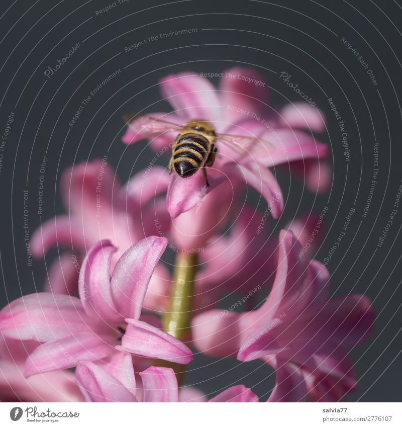 Bee flies towards pink hyacinth Nature Garden Blossom Plant Colour photo Flower Deserted Close-up Spring Pink Hyacinthus Fragrance Spring fever Beautiful