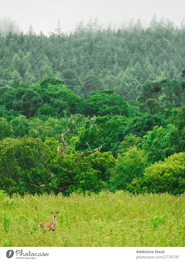 Green mixed woods Forest Lush Deer Landscape wildlife national Natural Wilderness Park Animal tranquil Beauty Photography Adventure Seasons Summer Exterior shot