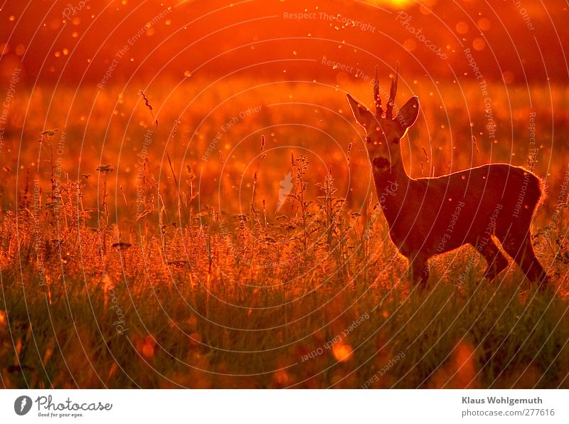 Summer evening on a forest meadow, a roebuck is swarmed by many mosquitoes, they shine in the backlight of the evening sun. Curiously, the roebuck looks at the photographer.