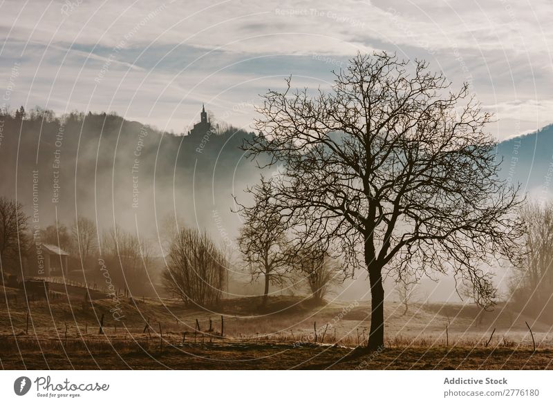 Dry tree in misty woods Tree Autumn Meadow Fog Landscape Nature Seasons Morning Sunlight Forest Dried Vantage point scenery Beautiful Environment Natural Rural