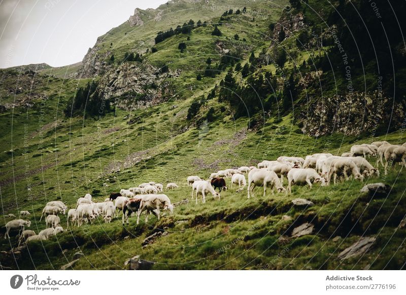 Sheep?in green mountains Pasture Mountain Green Grass Clouds Sky Nature Vantage point Hiking Alpine Hill Peak Height Panorama (Format) Beautiful Cold Top Purity
