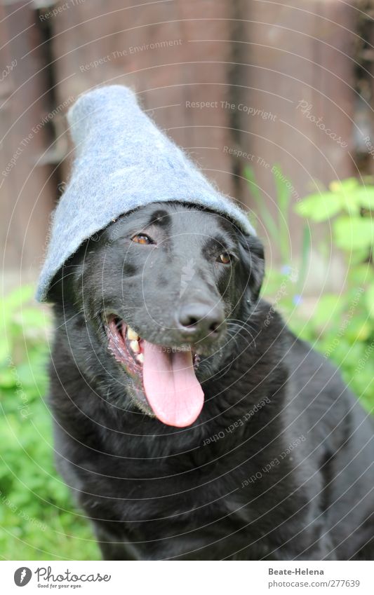 On the dog come Forest Dog Wait Gray Green Pink Black Trust Friendship Esthetic Contentment Whimsical Dog's head Puppydog eyes Hat Clearing dog fashion