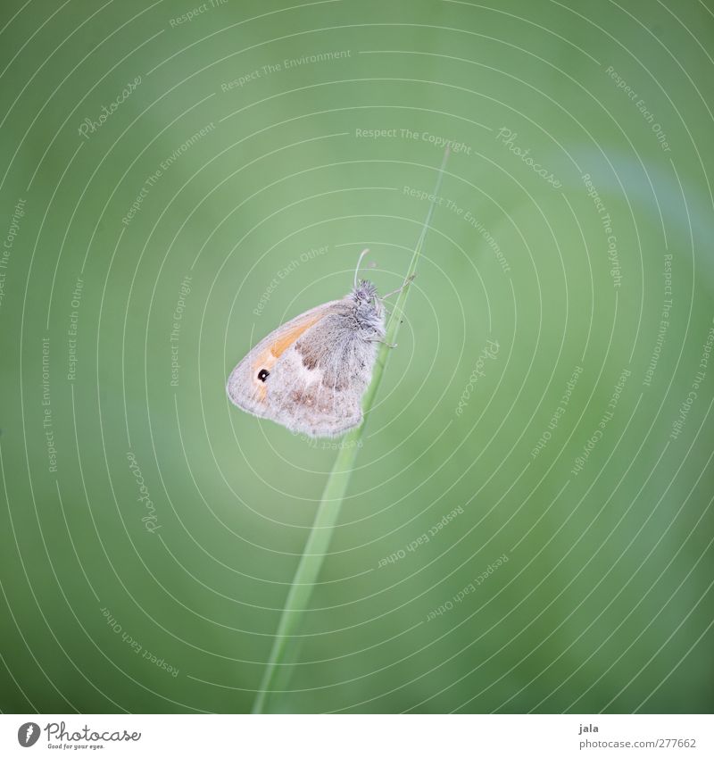 butterflies Environment Nature Plant Grass Meadow Animal Wild animal Butterfly 1 Esthetic Natural Green Colour photo Exterior shot Deserted Copy Space left