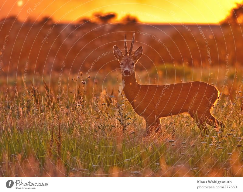 The sight of a roebuck in the backlight of the evening sun is not common. Some flies accompany the roebuck on its way across a meadow. Environment Landscape