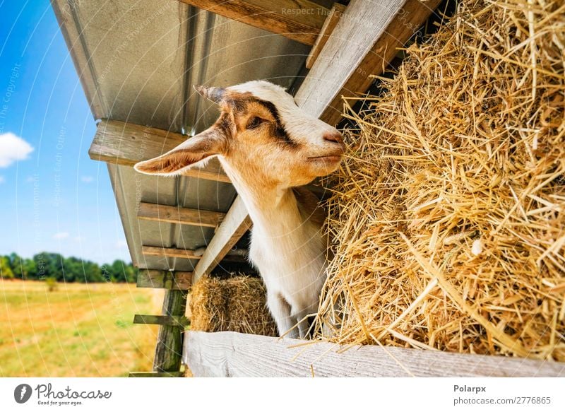 goat eating hay at a barn in a rural environment Eating Beautiful Face Summer Nature Landscape Animal Grass Park Meadow Fur coat Pet To feed Feeding Stand Funny