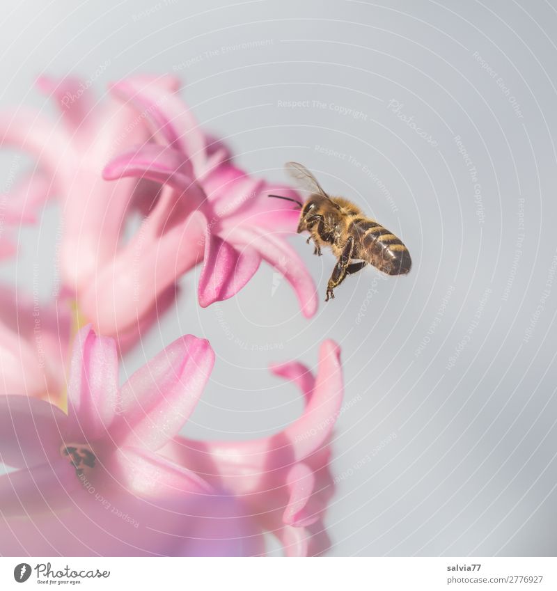 bee flight Environment Nature Plant Animal Spring Flower Blossom Hyacinthus Garden Farm animal Bee Wing Honey bee Insect 1 Fragrance Flying Pink Spring fever