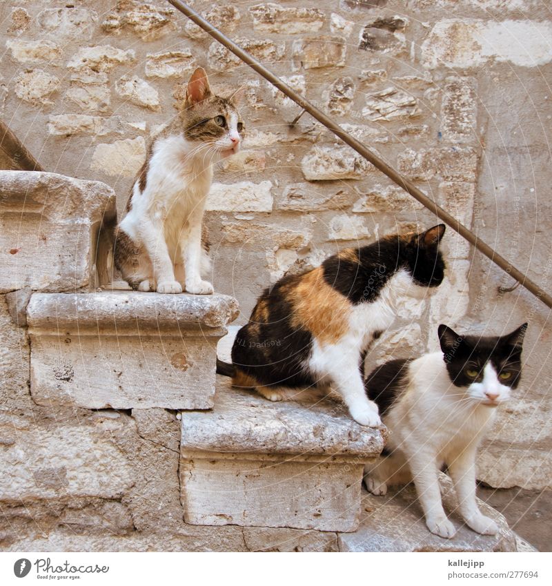 the three tenors Stairs Animal Pet Cat 3 Group of animals Looking Sit Croatia Colour photo Subdued colour Exterior shot Light Shadow Contrast Animal portrait